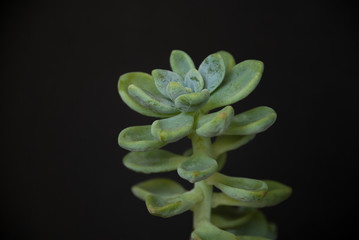 Jade tree on black background