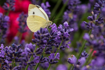 Leptidea sinapis butterfly on lavender angustifolia, lavandula in sunlight
