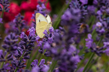 Leptidea sinapis butterfly on lavender angustifolia, lavandula in sunlight