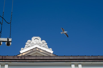 Fototapeta na wymiar 海鳥と屋根