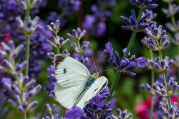Leptidea sinapis butterfly on lavender angustifolia, lavandula in sunlight