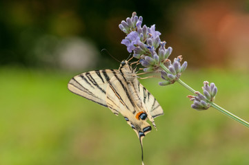Papilio machaon butterfly on lavender angustifolia, lavandula
