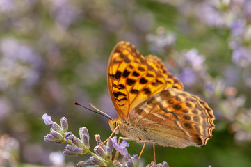 Argynnis paphia butterfly on lavender angustifolia, lavandula