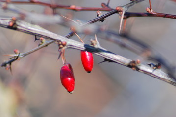 Rote Beeren - Gewöhnliche Berberitze (Berberis vulgaris)