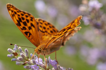 Argynnis paphia butterfly on lavender angustifolia, lavandula