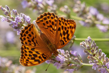 Argynnis paphia butterfly on lavender angustifolia, lavandula