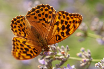 Argynnis paphia butterfly on lavender angustifolia, lavandula