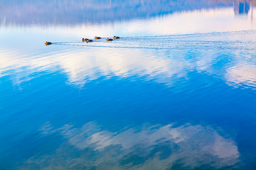 Obraz na płótnie Canvas scenery with flock of ducks on the lake 