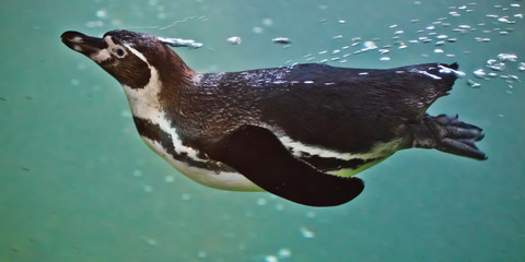 Slender penguin swims in turquoise water, with bubbles. underwater © Mikhail Semenov