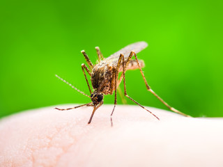 Yellow Fever, Malaria or Zika Virus Infected Mosquito Insect Macro on Green Background
