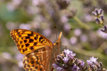 Argynnis paphia butterfly on lavender angustifolia, lavandula