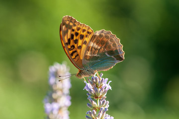 Argynnis paphia butterfly on lavender angustifolia, lavandula