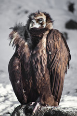 scornful look bird vulture sits on a stone against the background of snow