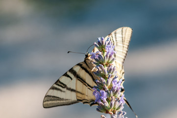 Papilio machaon butterfly on lavender angustifolia, lavandula