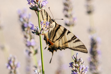 Papilio machaon butterfly on lavender angustifolia, lavandula