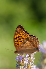 Argynnis paphia butterfly on lavender angustifolia, lavandula