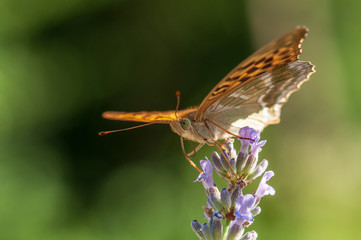 Argynnis paphia butterfly on lavender angustifolia, lavandula
