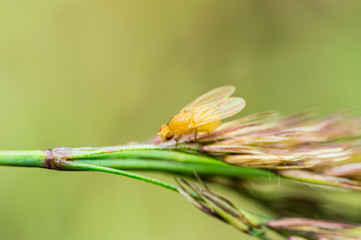 Exotic Drosophila Fruit Fly Diptera Insect ont Plant Spike