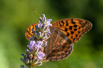 Argynnis paphia butterfly on lavender angustifolia, lavandula