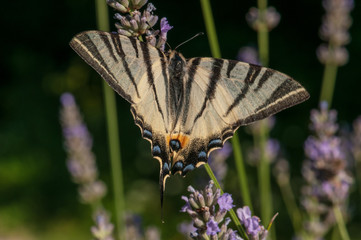 Papilio machaon butterfly on lavender angustifolia, lavandula