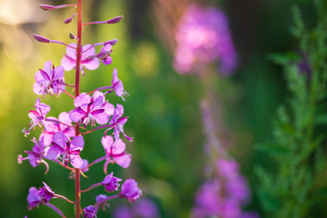 Obraz premium Bright flowers closeup at summer day