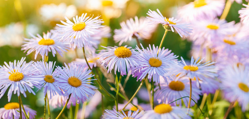 Bright flowers are in summer garden
