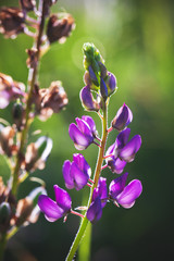 Purple lupine flower on blurred green grass