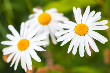 White daisies close up photo