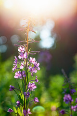 Flowers in a sunlight at summer day
