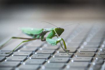 Software bug metaphor, green mantis walks