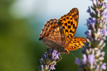 Argynnis paphia butterfly on lavender angustifolia, lavandula
