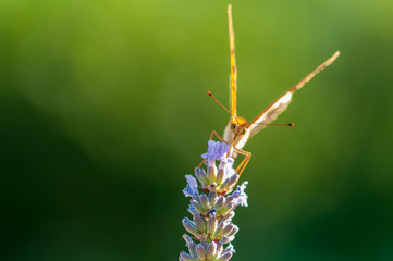 Argynnis paphia butterfly on lavender angustifolia, lavandula