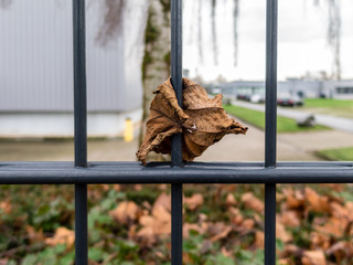 Dry leaf on fence
