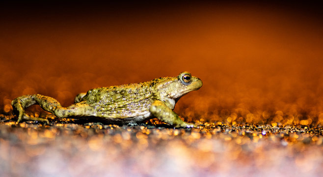 Common toad migration 2019 in belgium (dutch:paddentrek)