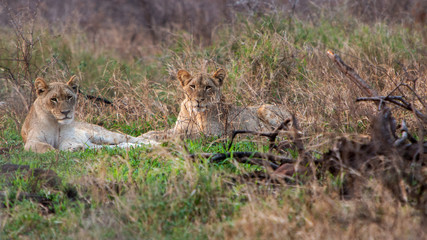 Two lion cubs laying in the grass