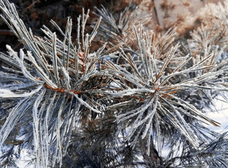 Winter crystal frost rime on a dry tree with frozen snowflackes on branch.