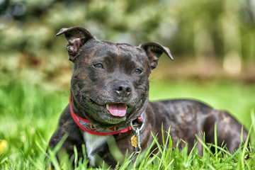 English staffordshire bull terrier