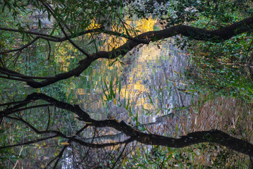Reflection of the tree branch on the pond of the Capricho Park in Madrid. Spain