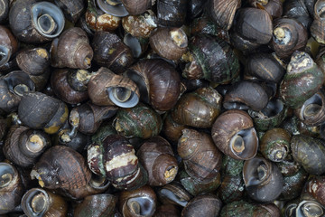 Top view close up river snail in the market.