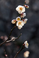 舞鶴公園の梅