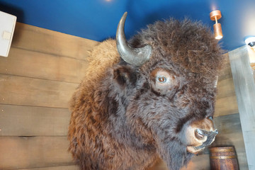 Beautiful brown highland cow  head on wall cowboy decoration with fur taxidermy with wooden background and blue ceiling  