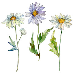 Fototapeta premium Daisy floral botanical flower. Watercolor background illustration set. Isolated daisy illustration element.