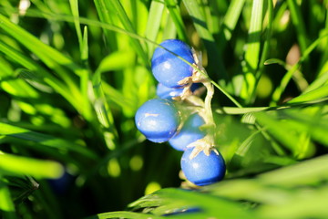 Herbe d'ornement aux boules bleues