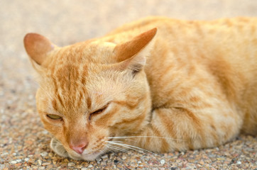 a young yellow cat is sleeping and relaxing on a wall edge