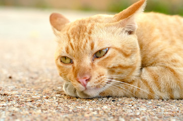 Fototapeta premium a young yellow cat is laying down and looking at the camera