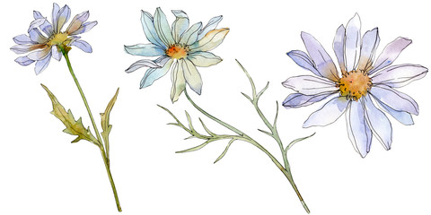 Daisy floral botanical flower. Watercolor background illustration set. Isolated daisy illustration...