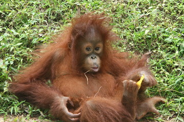 Naklejka premium little baby