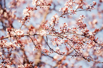 The beginning of flowering cherry tree. Opening wonderful tender first flowers. artistic photo. Selective soft focus.
