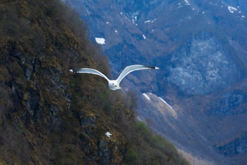 A soaring white seagull flies over the water against the backdrop of the mountains.