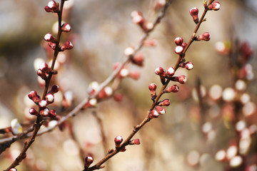 Pop-up buds of apricot tree flowers. Spring flowering of apricot tree.